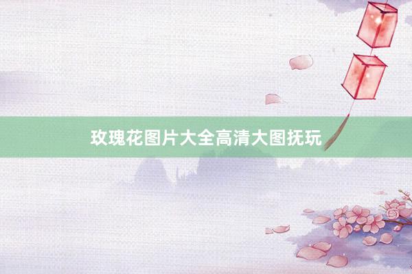 玫瑰花图片大全高清大图抚玩